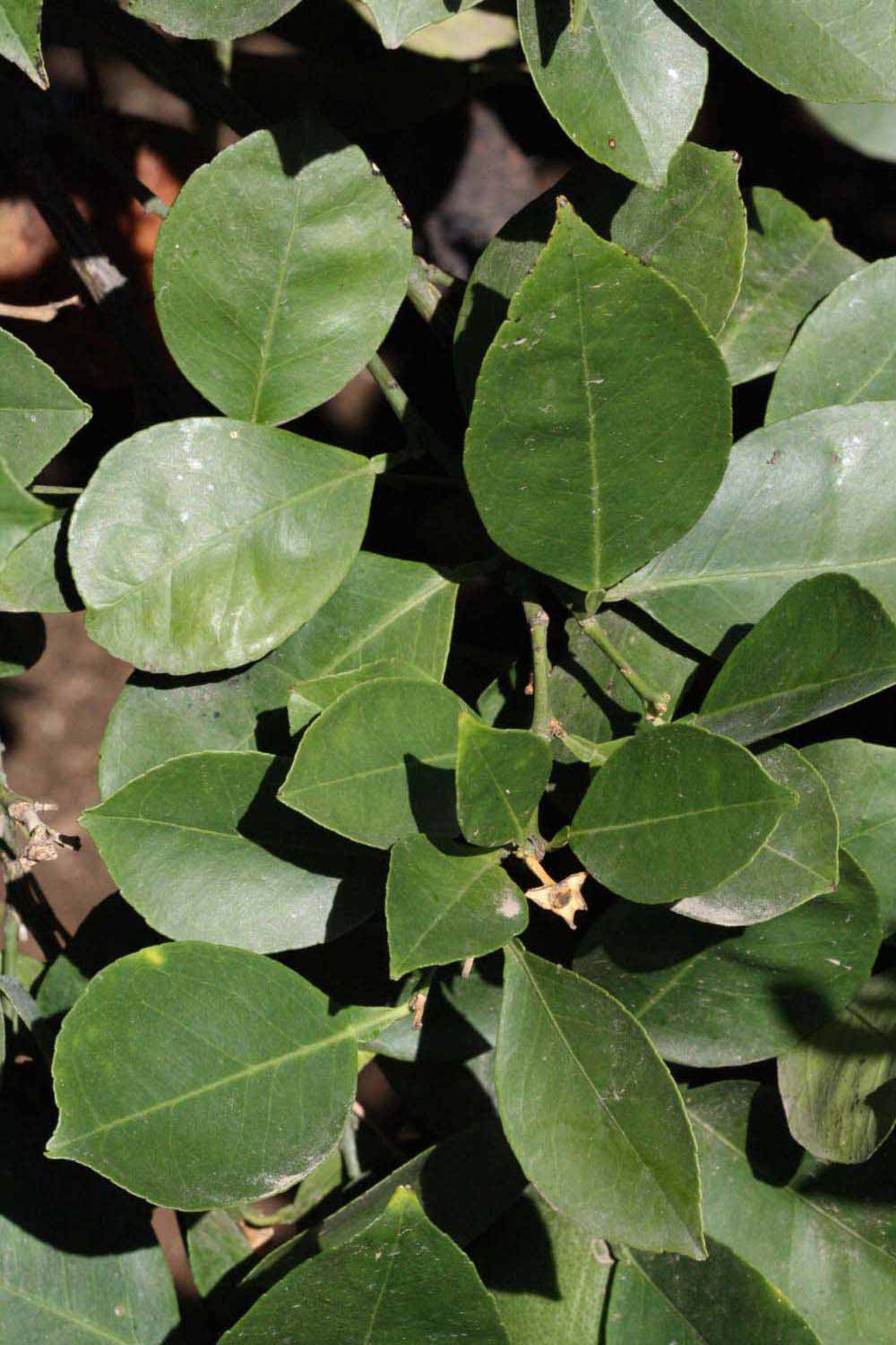              Sun leaves (Riverside, CA)       